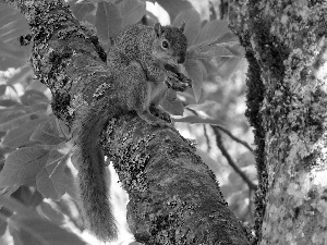 squirrel, trees