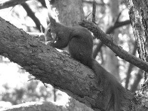 squirrel, trees