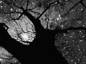 trees, Sky, star