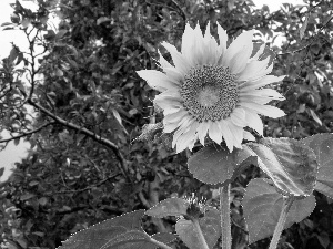 Sunflower, trees