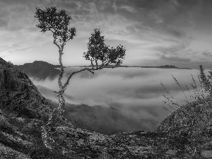 pine, Rocks, Sunrise, trees, Mountains, Fog, clouds