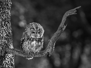 branch, Tawny Owl, trees