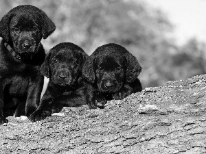 Three, Labradors, trees, Black