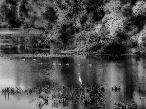 trees, viewes, lake, ducks, autumn