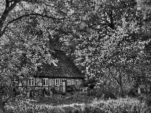 trees, viewes, house, Garden, autumn