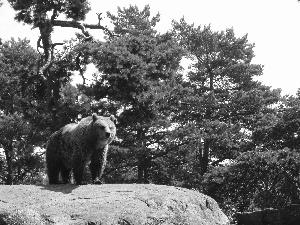 trees, viewes, Rocks, forest, Bear