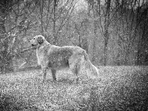 Golden Retriever, beginning, Winters