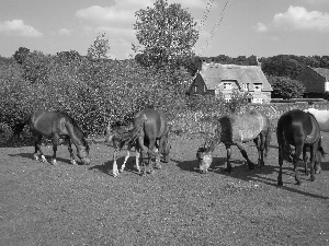 trees, viewes, Meadow, Houses, bloodstock