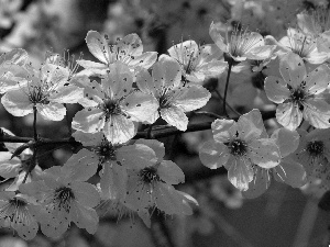 trees, viewes, twig, fruit, Blossoming