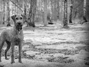 trees, viewes, irish, dog-collar, terrier