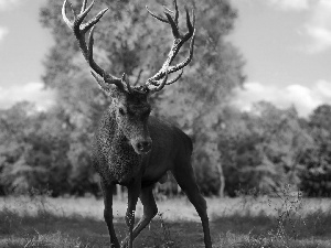 trees, viewes, antlers, grass, deer