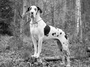 trees, viewes, german, forest, Dog