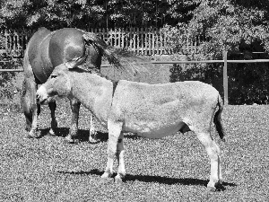 trees, viewes, Horse, grass, donkey