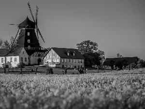 trees, viewes, Windmill, Field, farm