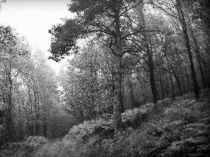 Path, forest, trees, viewes, fern, autumn