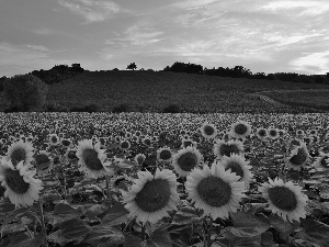 trees, viewes, sunflowers, Hill, Field