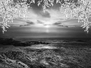sea, west, trees, viewes, flourishing, sun