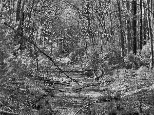 trees, viewes, brook, fallen, forest