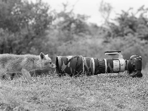 trees, viewes, Camera, grass, Fox