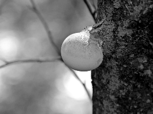 trees, viewes, an, trunk, fuzz-ball