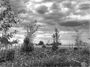 trees, viewes, cloves, lupine, Garden