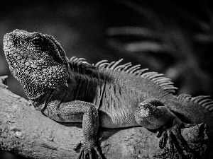 trees, viewes, Iguana, branch, Green