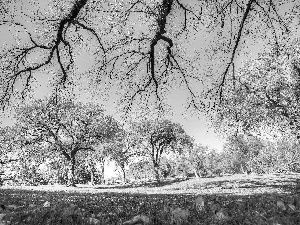 grass, Park, trees, viewes, Leaf, autumn