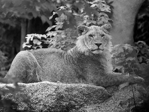 Lion, trees, viewes, Rocks