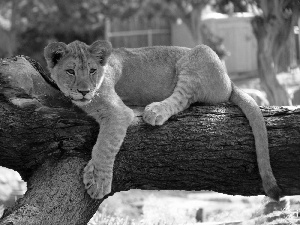 trees, viewes, lion, branches, little doggies