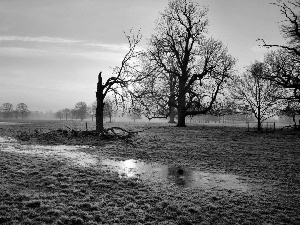 Meadow, west, trees, viewes, marshland, sun