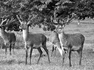 Deer, trees, viewes, car in the meadow