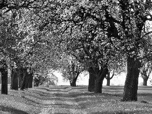 sun, flourishing, viewes, luminosity, medows, Way, trees, shadow, flash, ligh