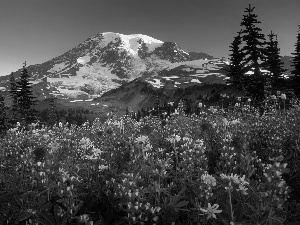 trees, Mount Rainier National Park, Meadow, viewes, lupine, The United States, Washington State, Stratovolcano Mount Rainier, Mountains, clouds, Flowers