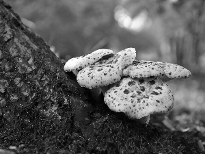 trees, viewes, an, trunk, mushroom