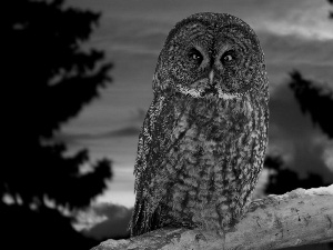 trees, viewes, Tawny owl great gray owl, Great Sunsets, owl