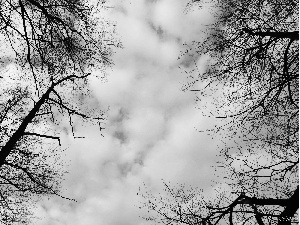 trees, viewes, clouds, branch pics, Sky