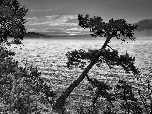 sun, lake, trees, viewes, Pine, west