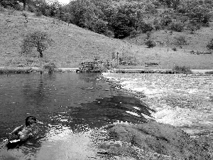 trees, viewes, duck, Hill, River