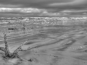 trees, viewes, Beaches, root, sea