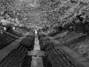 trees, viewes, Park, flourishing, Spring