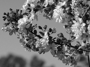 trees, viewes, Flowers, fruit, Spring