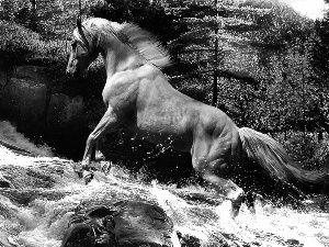 River, Horse, trees, viewes, Stones, tear