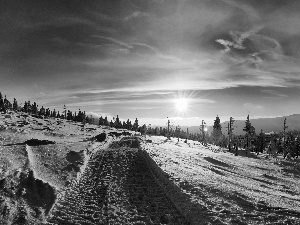 rays, Way, trees, viewes, sun, winter