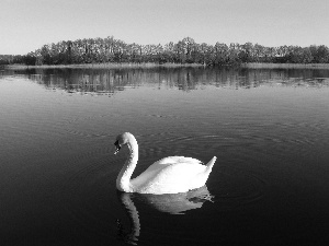 trees, viewes, lake, wet, swan