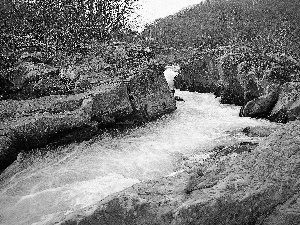 trees, viewes, River, rocks, tear