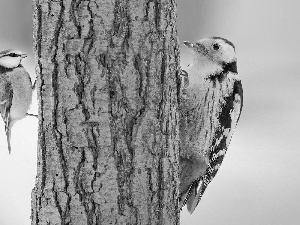 trees, viewes, woodpecker, trunk, tit