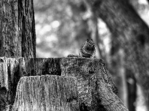 an, whistler, trees, viewes, trunk, sitter