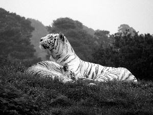 trees, viewes, tigress, grass, Two cars