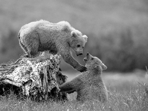 trees, viewes, bear, trunk, Two cars