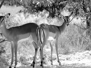 trees, viewes, Antelope, grass, Two